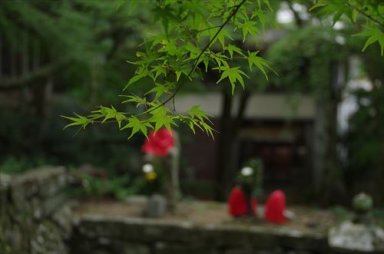 大威徳寺　緑の紅葉