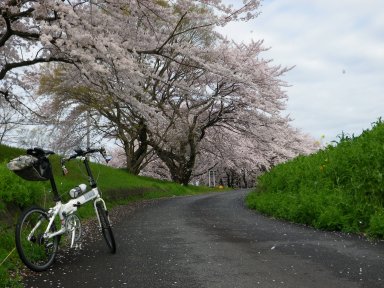 この辺りは高桑桜と言われているそう