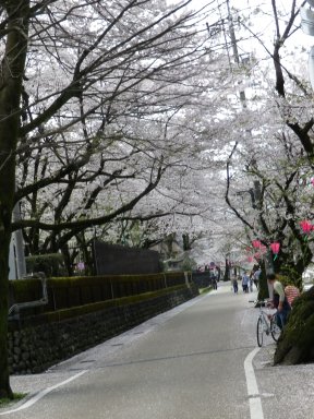 長良川沿いの桜