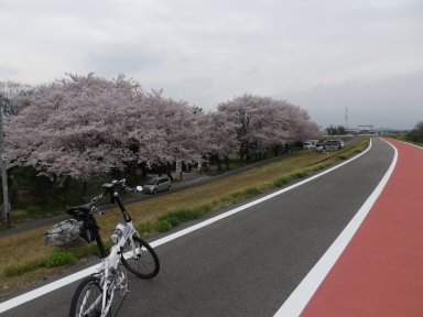 木曽川右岸　神社の桜