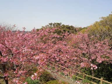 10 官軍塚の展望台と桜