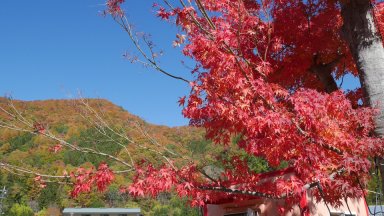 まっ赤な紅葉：湯西川水の郷