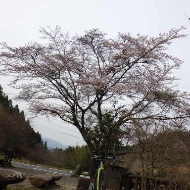 水車塚の桜