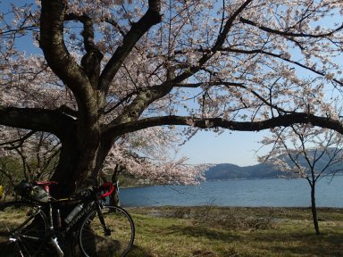 奥琵琶湖と桜①