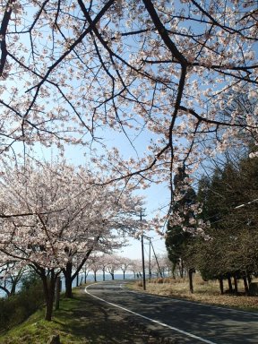 奥琵琶湖と桜②