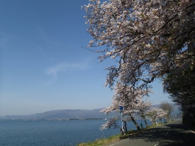 奥琵琶湖と桜③