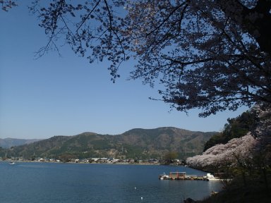 奥琵琶湖と桜④