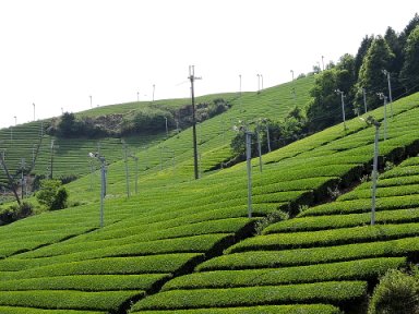 信楽の茶畑