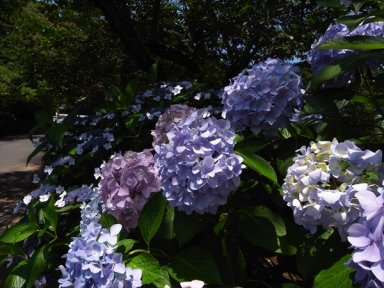 天野山　紫陽花