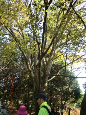 大きな落葉樹