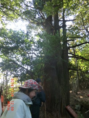 西坂の一本杉