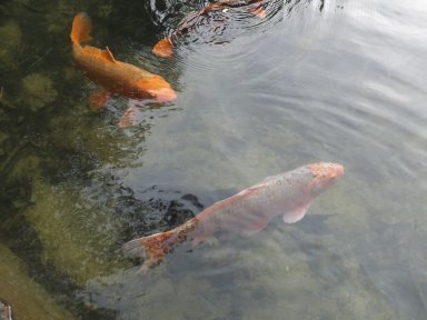 奥池の鯉