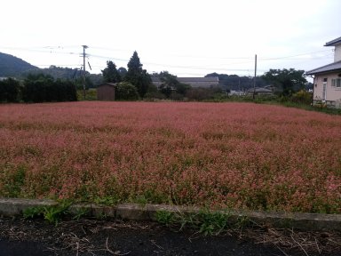 赤い花の蕎麦畑