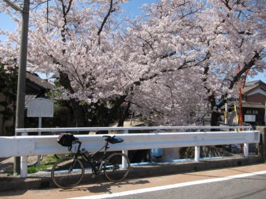 十四川堤の桜並木