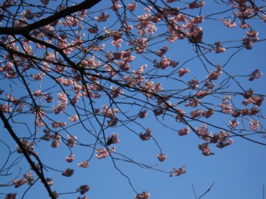 仙遊寺の桜