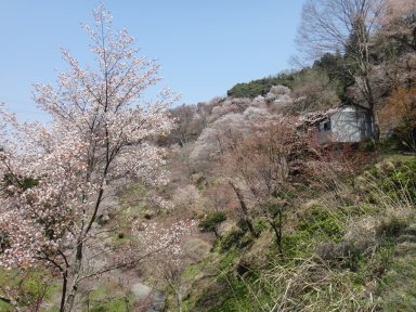 中の千本桜