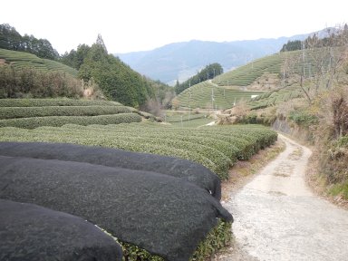 門前手前の茶畑