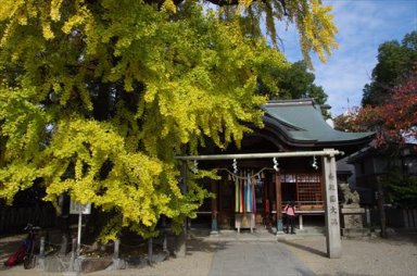 大阪府指定天然記念物 白山神社のイチョウ