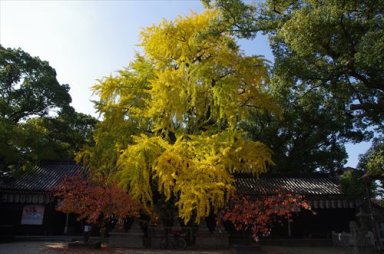 大阪府指定天然記念物旭神社のいちょう