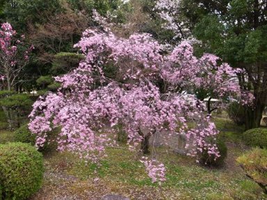 九品寺の桜