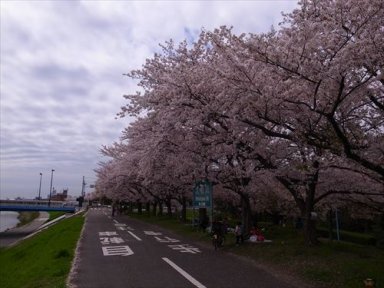 大和川の桜並木