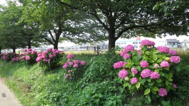 綾瀬川の桜とアジサイ並木