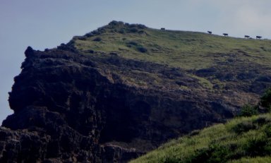 摩天崖（まてんがい）の牛に見送られて出艇