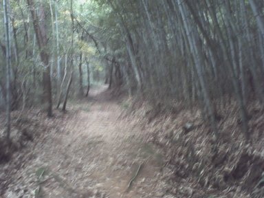 竹やぶの道