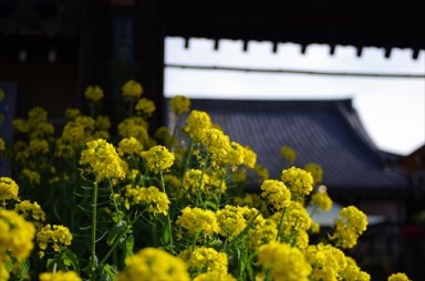 真田丸の菜の花