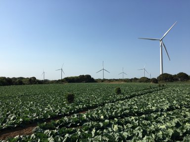 キャベツ畑と風車