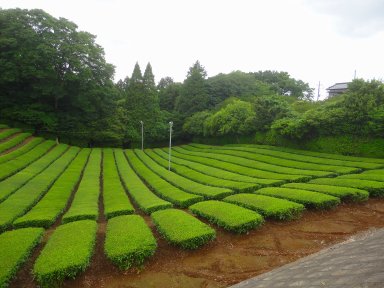 07 成田周辺の茶畑