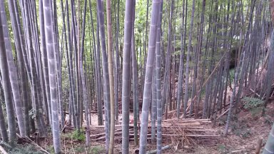 ローストビーフの鎌倉山の竹林
