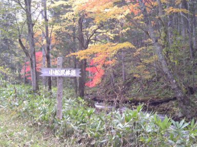 小松沢林道の標識