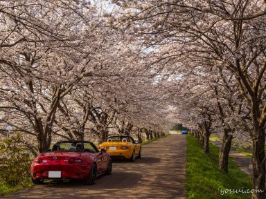 高時川の桜