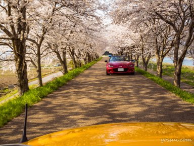高時川の桜