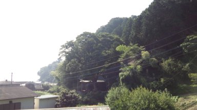 藤田神社の巨木