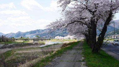 遠野 猿ヶ石川沿いの桜
