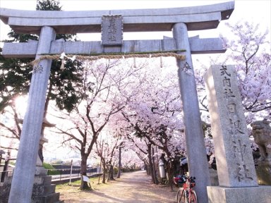 日根神社参道の桜並木