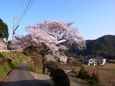 大木の景観　桜