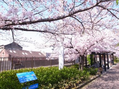 津田川の桜