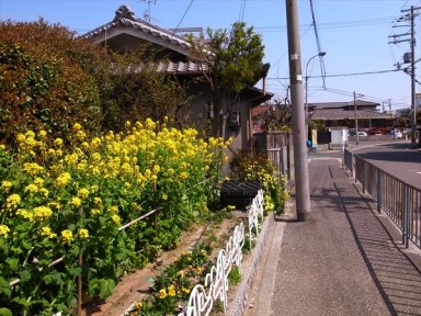 紀州街道沿いの菜の花