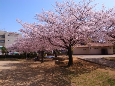 ザビエル公園の桜
