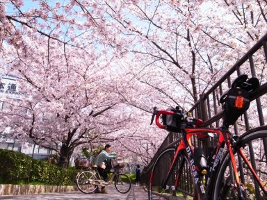 内川橋の桜回廊