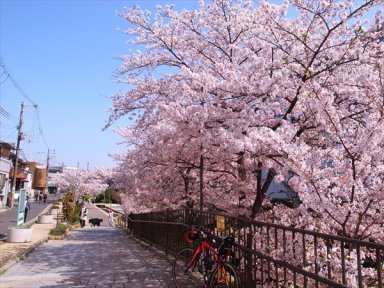 七道土居川の桜回廊