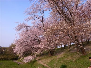 古室山古墳の桜