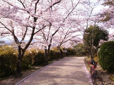 叡福寺参道の桜