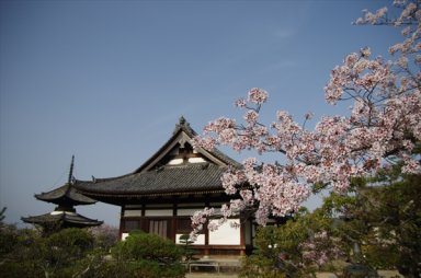 叡福寺の桜
