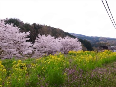 弘川寺への路傍　桜　菜の花