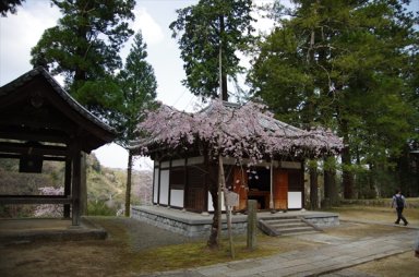 弘川寺　護摩堂と隅屋桜。
