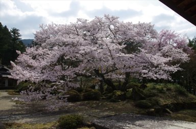弘川寺　本坊の桜